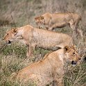 TZA ARU Ngorongoro 2016DEC26 Crater 066 : 2016, 2016 - African Adventures, Africa, Arusha, Crater, Date, December, Eastern, Month, Ngorongoro, Places, Tanzania, Trips, Year